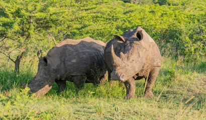 Nashorn im Naturreservat Hluhluwe Nationalpark Südafrika