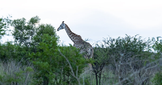 Giraffe im Naturreservat im Hluhluwe Nationalpark S&uuml;dafrika