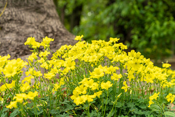 春の花　満開のカタバミ