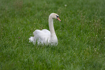 Schwan ruht sich aus auf einer Wiese