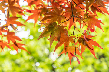 東京都江東区　清澄庭園　新緑と紅葉の楓