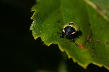 Closeup of Green Shieldbug on a Leaf