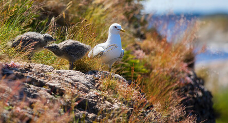 Seagull with It's Young in the Kristiansand Archipelago, Norway