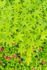 東京都江東区　清澄庭園　新緑と紅葉の楓