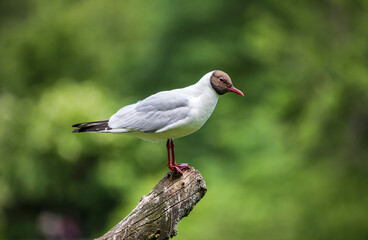 Portrait of a Black-Headed Gull
