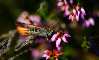 Common Field Grasshopper on a Heather Branch