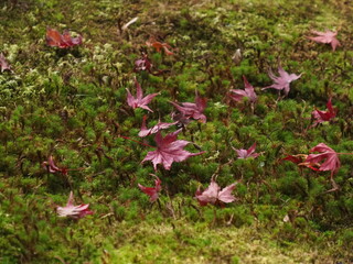紅葉の落ち葉