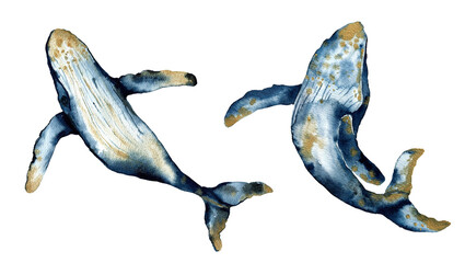 Watercolor blue whale isolated on a white background. Hand painted realistic underwater Humpback Whale print. High quality illustration © Olesya Frolova