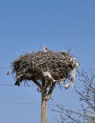Fototapeta premium blue sky and a stork's nest, a stork in incubation,