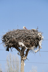stork nesting in a village, stork brooding in its nest