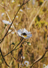 owad mucha na białym kwiatku