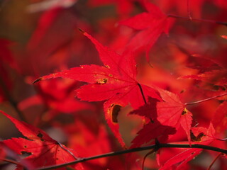 紅葉