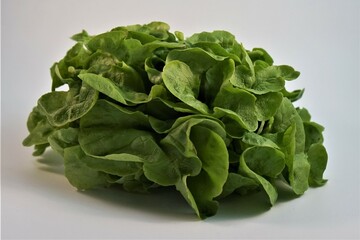 Salade verte .
