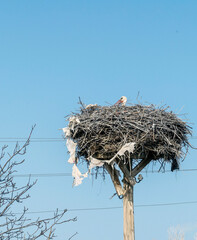 blue sky and a stork's nest, a stork in incubation,