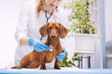 The woman veterinarian listens to the dachshund dog with a stethoscope.