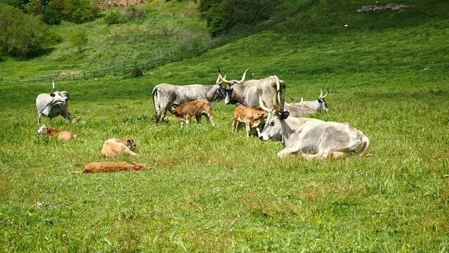 Maremmana breed cows graze free, Viterbo, Lazio