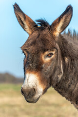 Portrait of a brown donkey in a paddock.