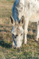 Fototapeta premium Portrait of a white donkey in a paddock.