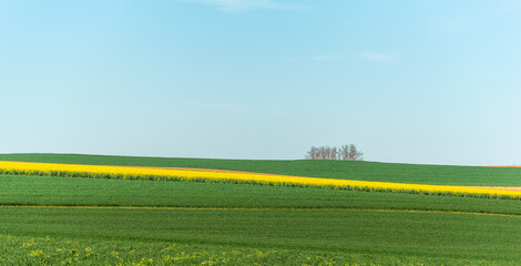 Obraz premium Fields of rapeseed and wheat in the countryside in spring.
