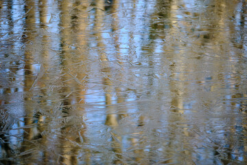 Petite forêt sous le canal gelé
