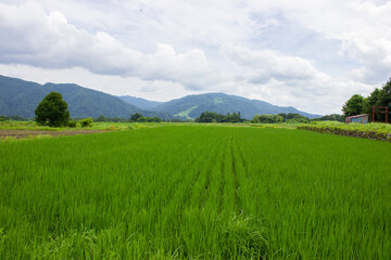 Fototapeta premium Rice fields in the mountainous areas of the plateau