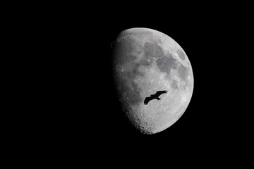 Moon and eagle at  night,Northern Norway,scandinavia,Europe