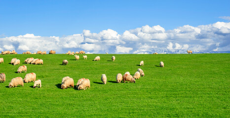 sheep graze on the spring green grass with Romanian Fagaras mountains in the background