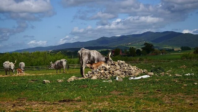 Maremmana breed cows graze free, Viterbo, Lazio