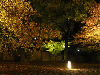 紅葉のライトアップ