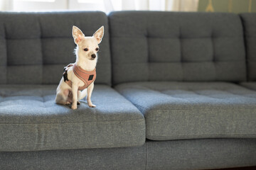 White chihuahua inside on sunny day.