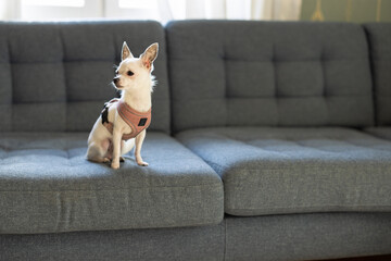 White chihuahua inside on sunny day.