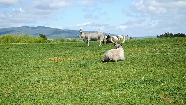 Maremmana breed cows graze free, Viterbo, Lazio