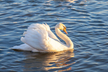 A White Swan Swim In The River