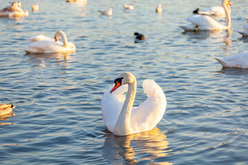 A White Swans And Many Gulls Swim In The River