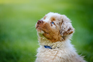 Red Merle Australian Shepherd puppy with blue eyes