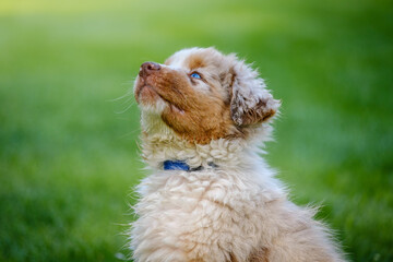 Red Merle Australian Shepherd puppy with blue eyes