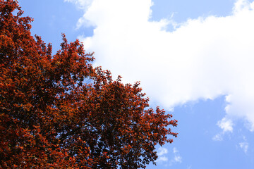 tree with red leaves against the sky