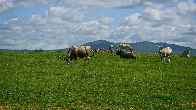 Maremmana breed cows graze free, Viterbo, Lazio