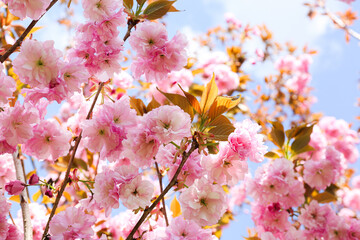 Obraz premium flowers blossoming on tree branches in spring on natural blurred background, blossom