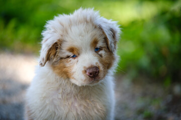 Red Merle Australian Shepherd puppy with blue eyes