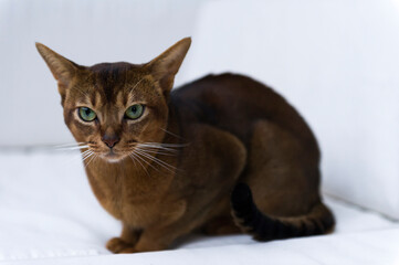 Sitzende Abessinier Katze auf dem Balkon