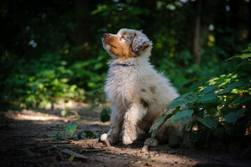 Red Merle Australian Shepherd puppy with blue eyes