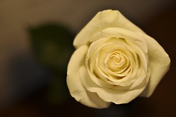 Obraz premium Close-up photo of a delicate white flowering rose covered with water droplets on a black background.Mother's day, international women's day, valentine's. Postcard. Abstraction. Postcard. Abstraction.