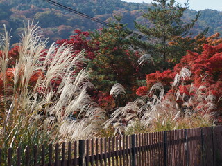 ススキと紅葉