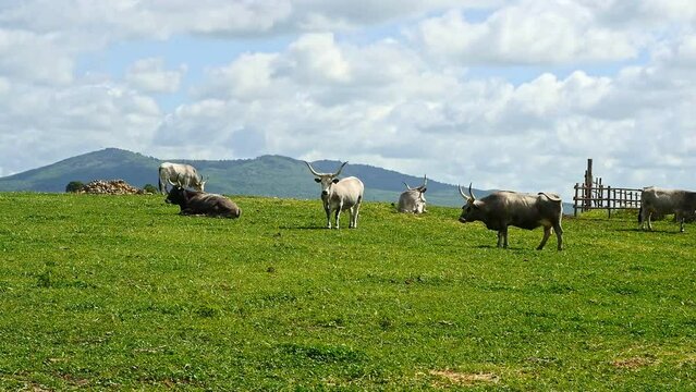Maremmana breed cows graze free, Viterbo, Lazio