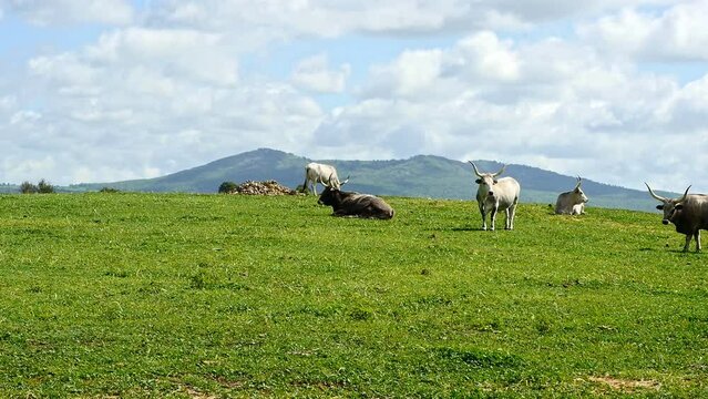 Maremmana breed cows graze free, Viterbo, Lazio