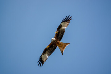 closeup of a wild red kite (Milvus milvus) looking down, flying in a deep blue sky