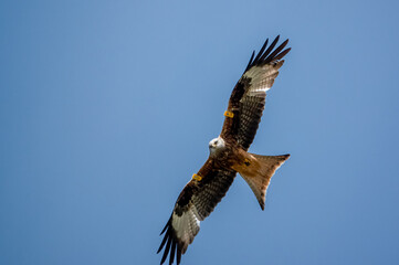 closeup of a wild red kite (Milvus milvus) looking down, flying in a deep blue sky