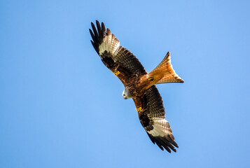 closeup of a wild red kite (Milvus milvus) looking down, flying in a deep blue sky
