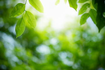 Beautiful nature view of green leaf on blurred greenery background in garden and sunlight with copy space using as background natural green plants landscape, ecology, fresh wallpaper concept.